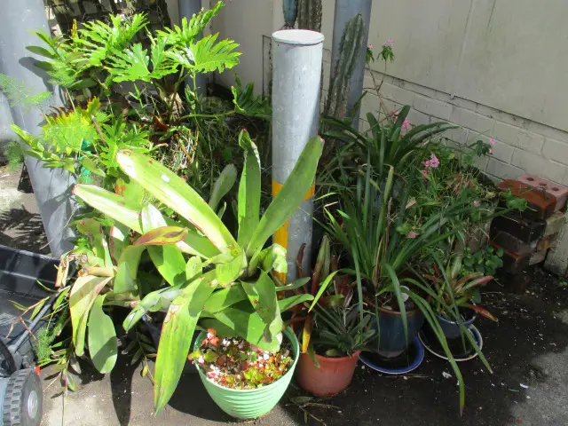 Plants Image 1++