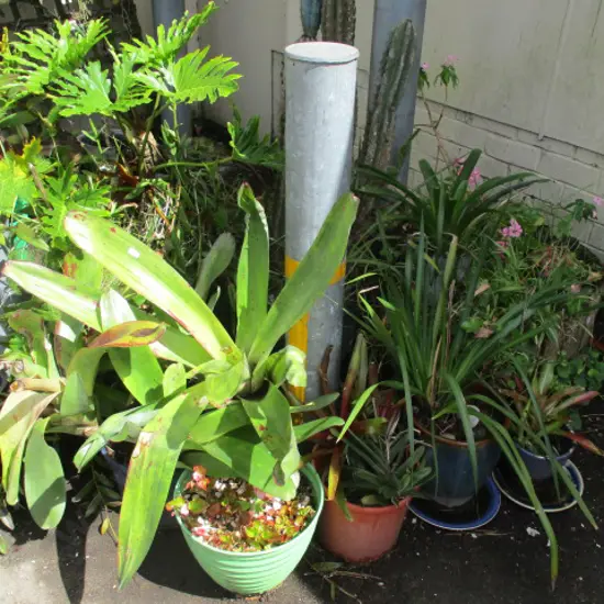Plants