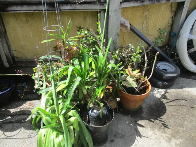Plants Image 1++