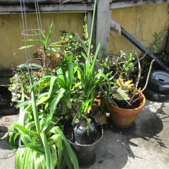 Plants