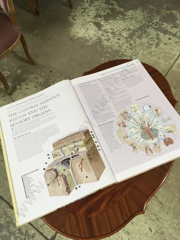 THE HUMAN ANATOMY BOOK Image 1++
