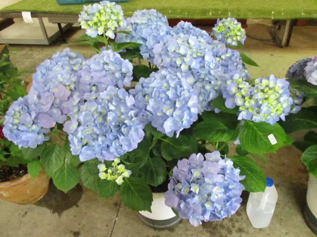Plant Image 1++