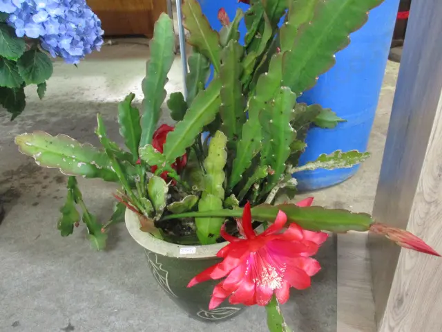 Plant Image 1++