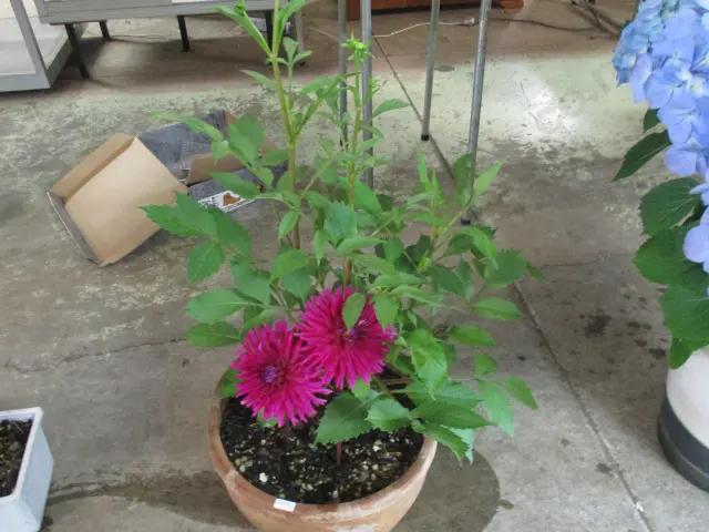 Plant Image 1++