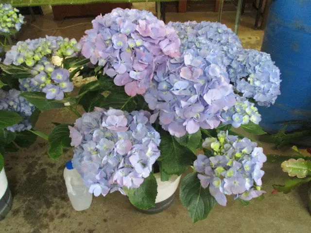 Plant Image 1++