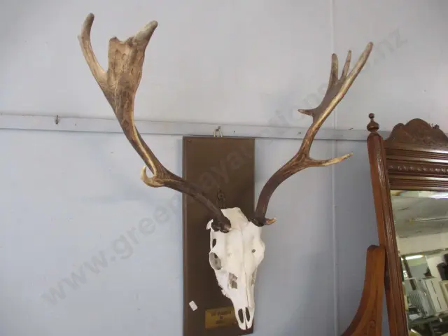 Antlers Image 1++