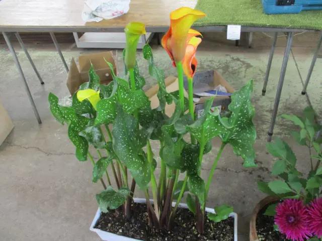 Plants Image 1++