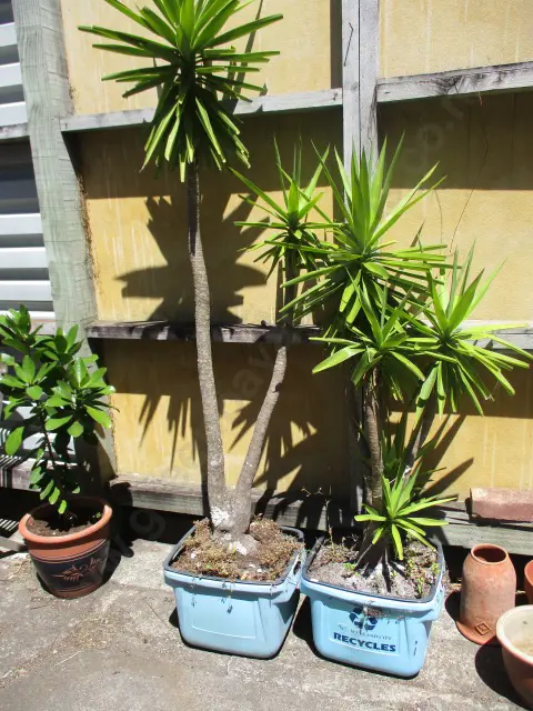 2 Yukka Image 1++