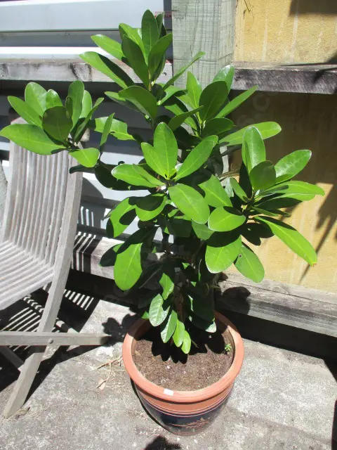 Karaka Tree Image 1++