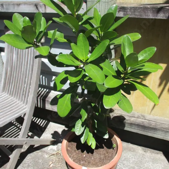 Karaka Tree