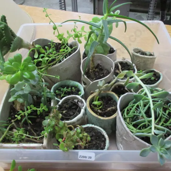 Succulants