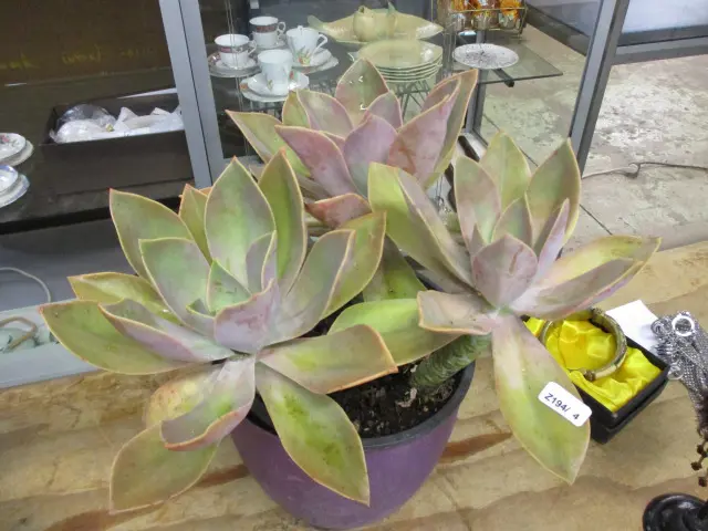 Succulent Image 1++
