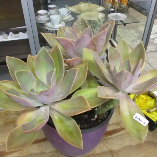 Succulent