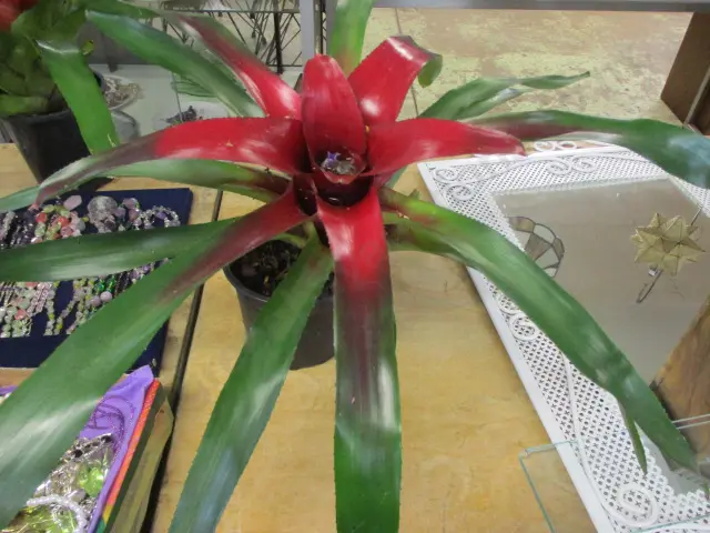 Bromiliad Image 1++