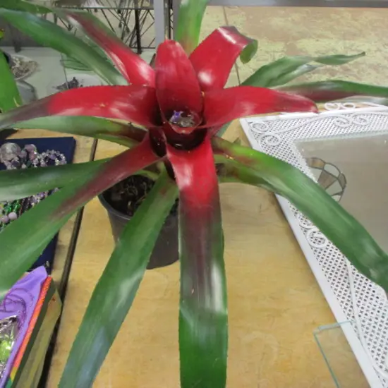 Bromiliad