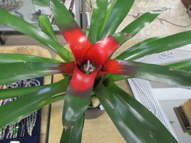 Bromiliad Image 1++