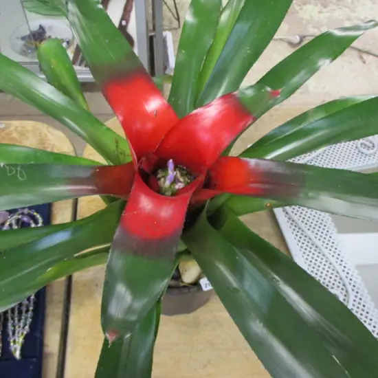 Bromiliad