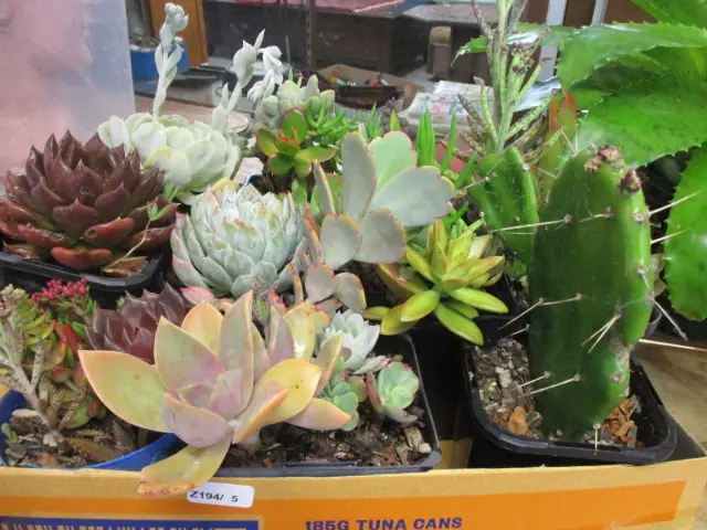 Succulents Image 1++