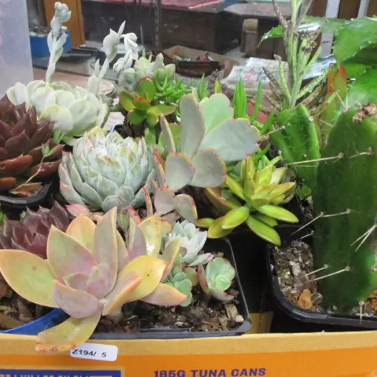 Succulents