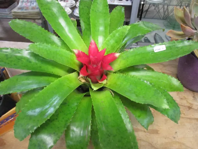 Bromiliad Image 1++