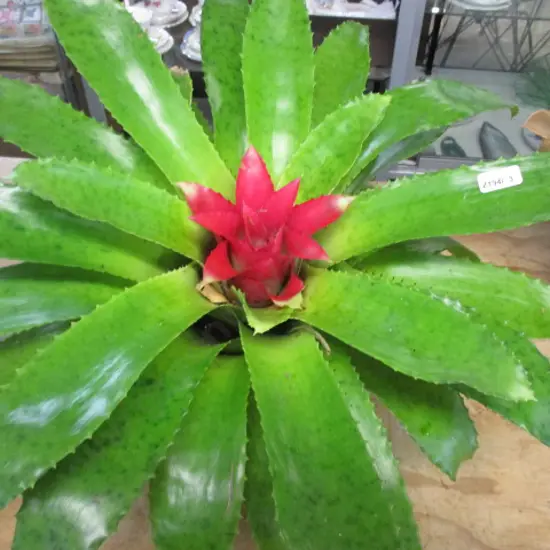 Bromiliad