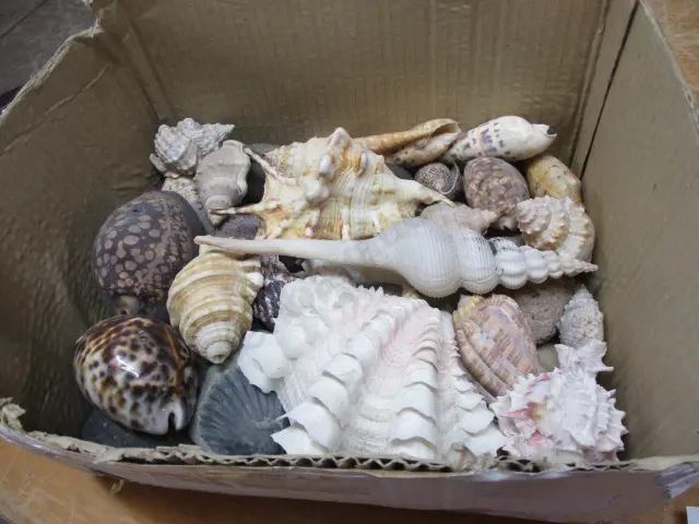 Box Shells Image 1++