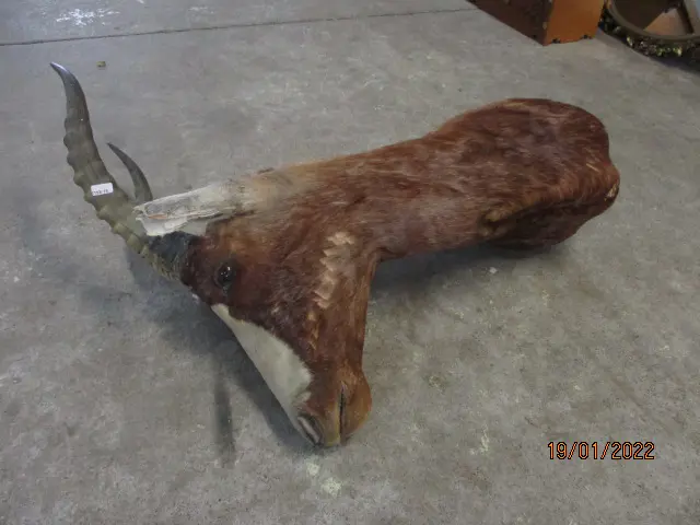 Taxidermy African Antelope Image 1++