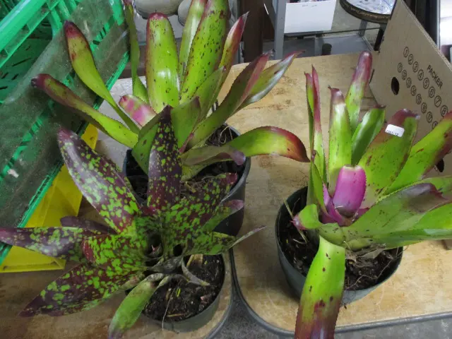 Bromiliads Image 1++