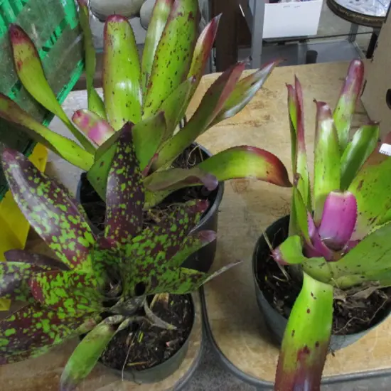 Bromiliads