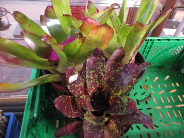 Bromiliads Image 1++