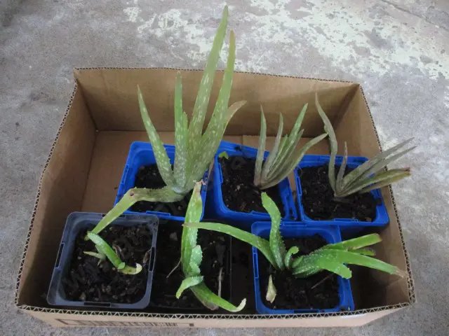AloVera Plants Image 1++