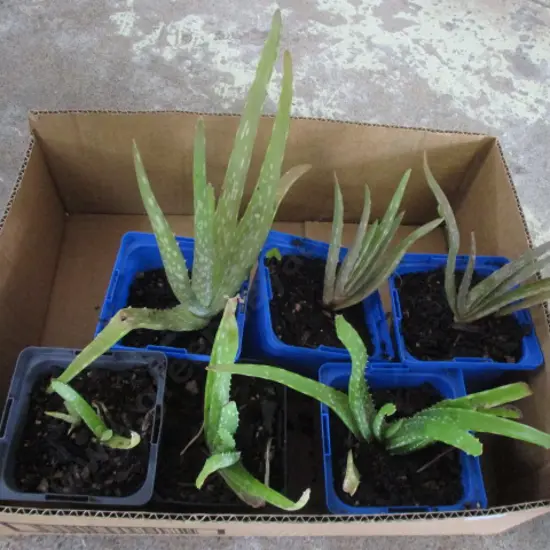 AloVera Plants