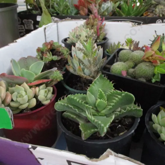 Succulants