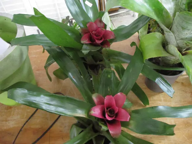 2 Bromiliads Image 1++