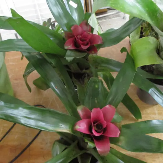2 Bromiliads