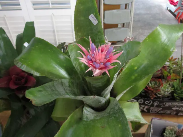 Bromiliad Image 1++