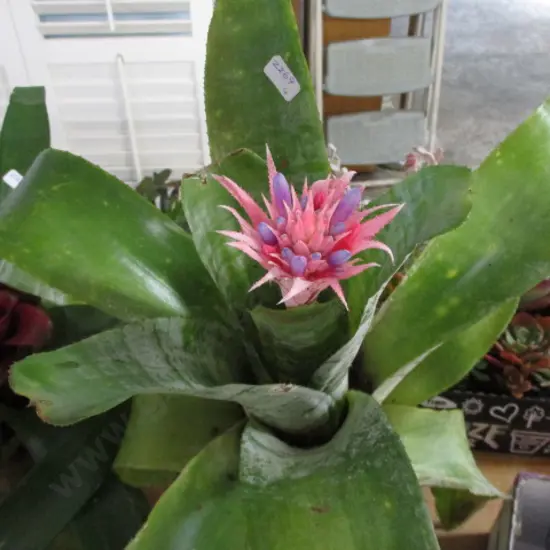 Bromiliad