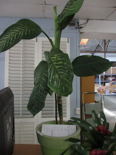 Plant "Diffenbahia" Image 1++