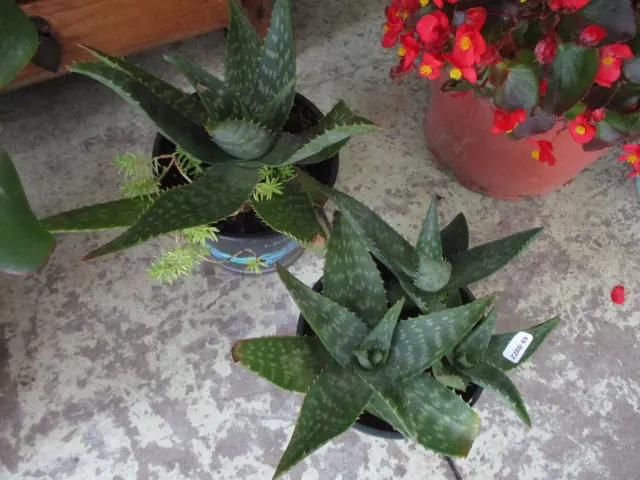 2 Alo Vera Plants Image 1++