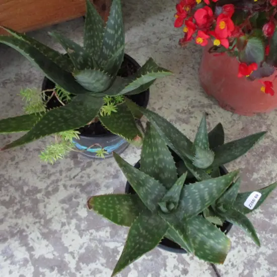 2 Alo Vera Plants