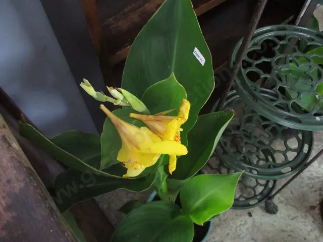 Yellow Canna Image 1++
