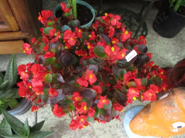 Begonia Image 1++