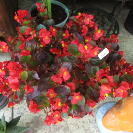 Begonia