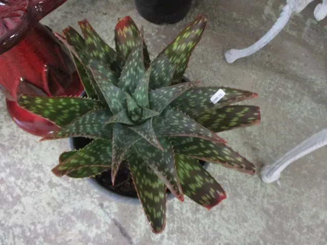 Alo vera Image 1++