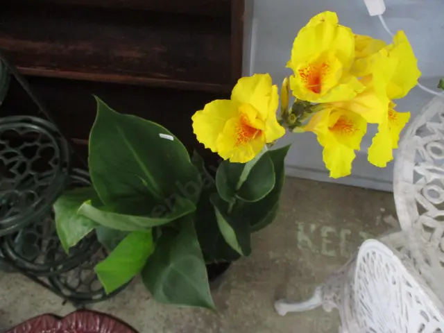 Yellow Canna Image 1++
