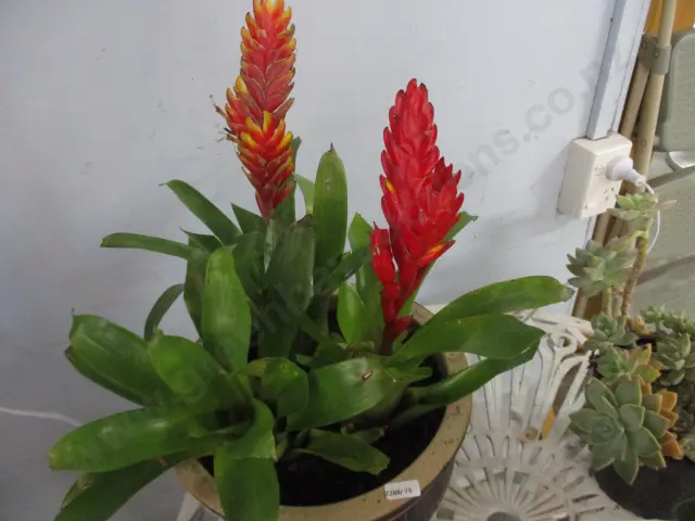 Bromiliad Image 1++