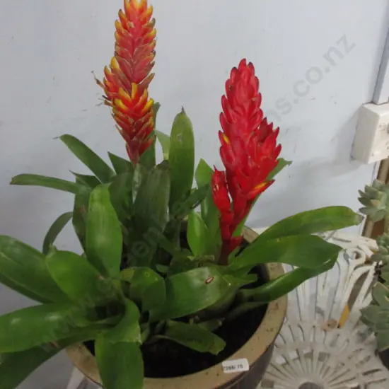 Bromiliad