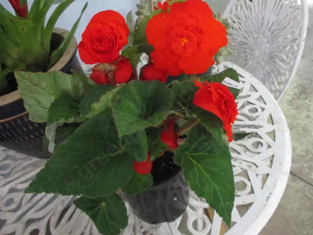 Begonia Image 1++