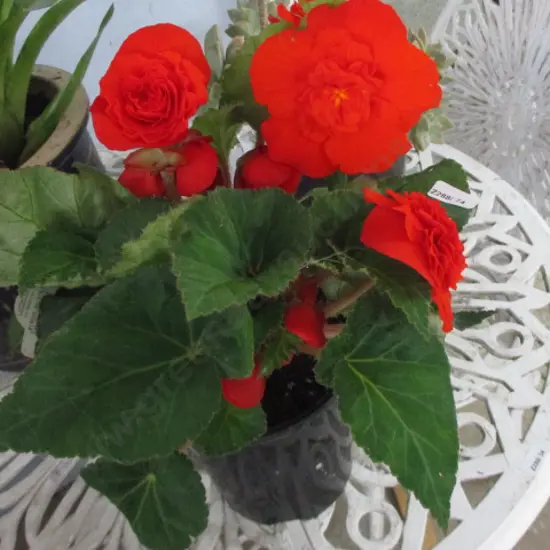 Begonia