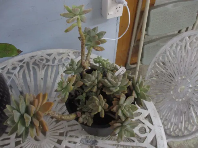 Succulant Image 1++